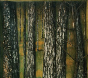 Bosque de pinos