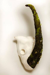 Cráneo de Rinoceronte vegetal. Col. Part.