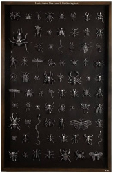 Raidorafía de insectos A (180 x 100)