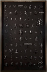 Radiografía de Insectos B (180x100)