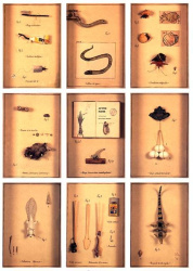 Bestiario