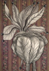 Herbario palaciego Coliflor del Perseo. Col. part.