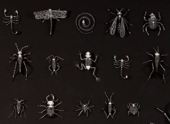 Radiografía de Insectos. Detalle